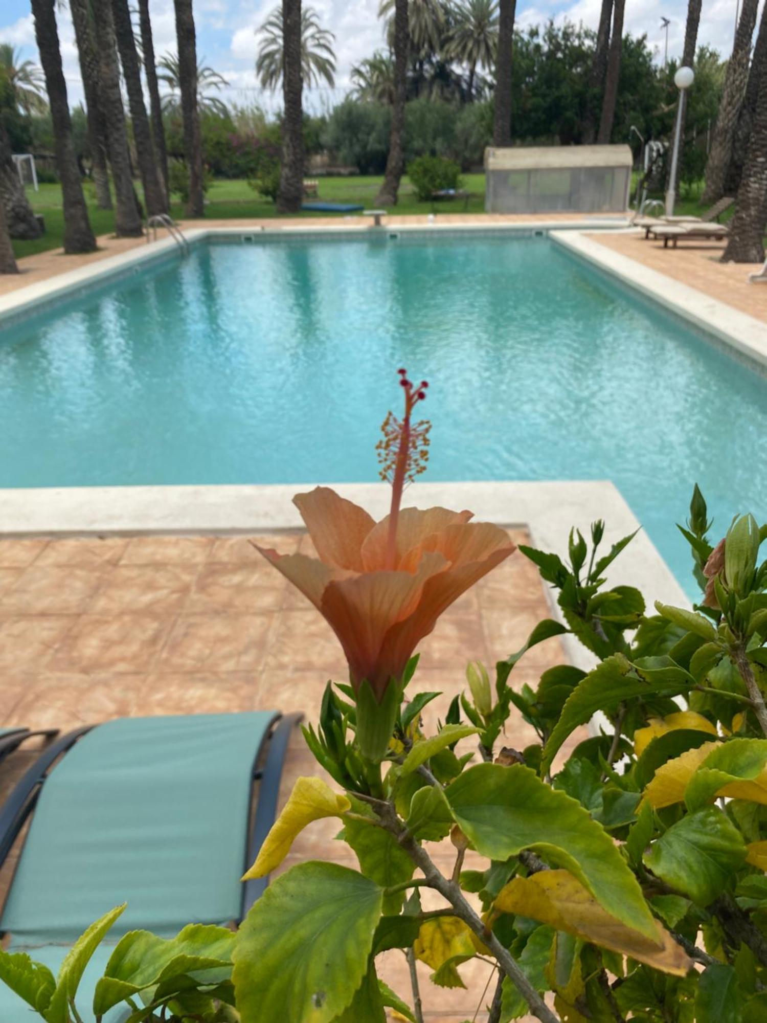 Pink Lemon House Bed & Breakfast เอลเช ภายนอก รูปภาพ
